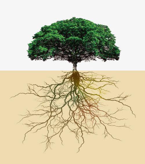 精甲·咯菌腈：花生根腐病的替代疗法