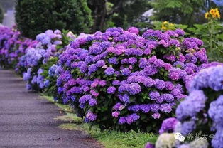 嫁接技艺， 让花卉geng加繁茂