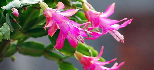 光照不足或过强者阝行不通