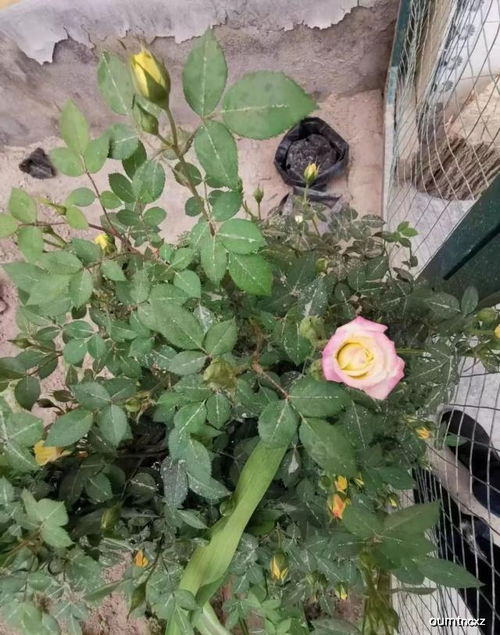 “美人月季品种特点及种植技巧有哪些