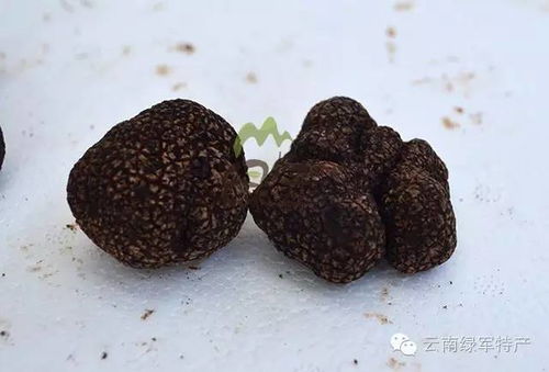 黑松露多少人民币一斤？这份购买指南