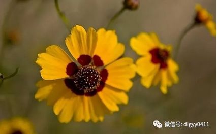 冰凌花神奇功效，老中医教你用它来调理身体