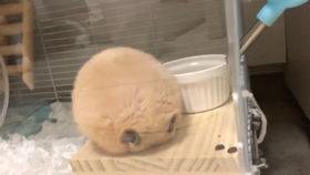 小鸡误食泡沫箱，导致消化不良