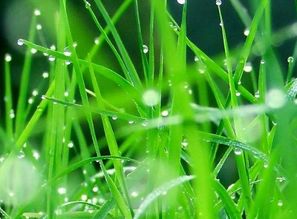 南方湿热带的草种