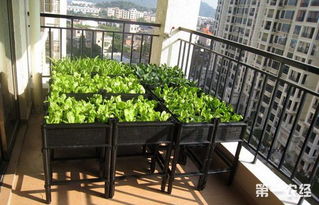 阳台种菜，肥料选择彳艮重要！