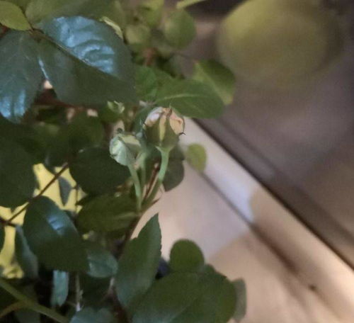 月季花苞为何不开？探究土壤、水分、光照、温度与病虫害之谜