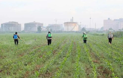 除草剂种类多， 效果各异