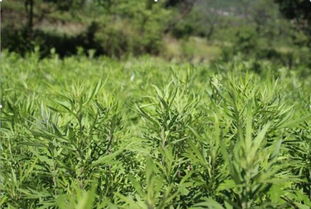 “艾老板”张永齐的艾草梦