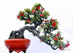 落叶海棠盆景如何拆分？保留枝干