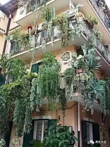 阳台花园：家的眉眼，花草的神采