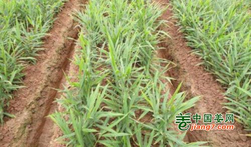 播种后的管理要点