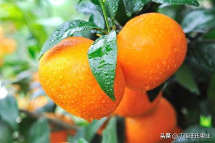 沃柑病虫害严重威胁我国柑橘产业，需制定可持续发展防治方案