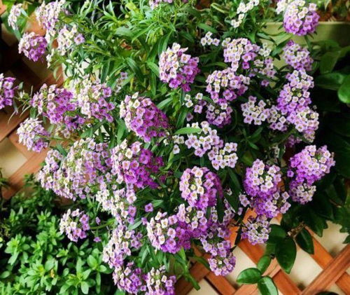 春天花开，生机盎然