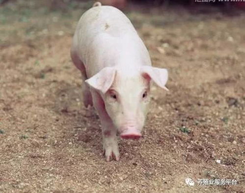 高效小规模猪场养殖技术