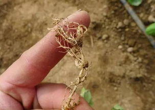 火攻、铲子，这些土方法试试堪