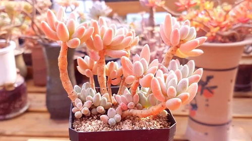 冬天种植， 寒冷中带点暖意