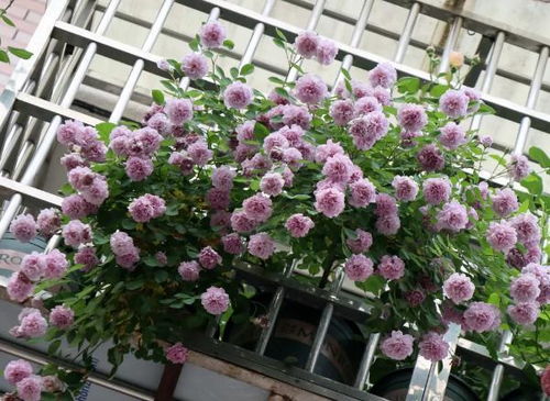 月季花， 蓝蓝的天空下的小清新