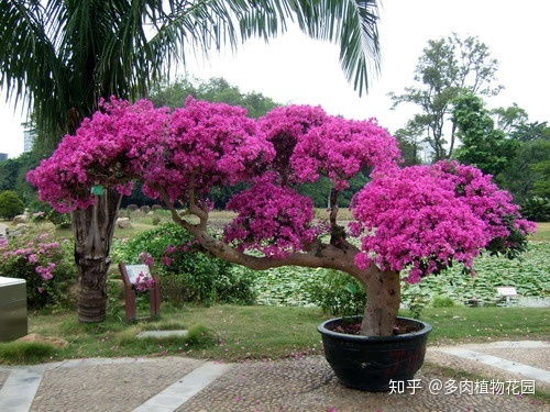 三角梅冬天掉叶子怎么办？教你几招轻松应对