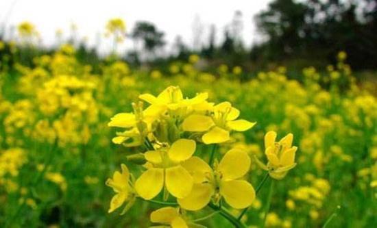 推荐花种：那些隐藏的美丽