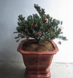 红豆杉的干枯之谜