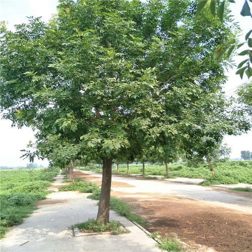 白蜡树市场前景