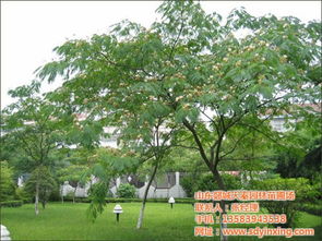 合欢种植管理要点中，如何确保合欢树在移栽后快速适应新环境