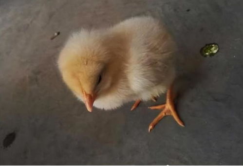 鸡为什么会流鼻涕吐泡沫，鸡流鼻涕吃什么药最有效？