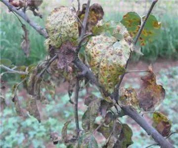 冬孢子：国槐锈病的传播者