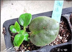 常见竹芋种类有哪些？教你快速辨认不同品种