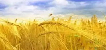 大麦在畜禽饲料中的应用研究进展有哪些？