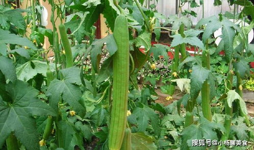 丝瓜种植日常管理，关注浇水、施肥、病虫害防治等环节