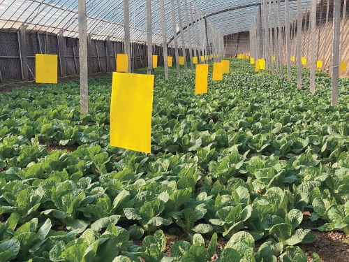 冬天的绿色宝藏：12月浙江蔬菜种植指南