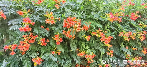 凌霄花盛开季：揭秘其最佳观赏时间及开花规律