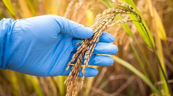 乙草胺是个啥？