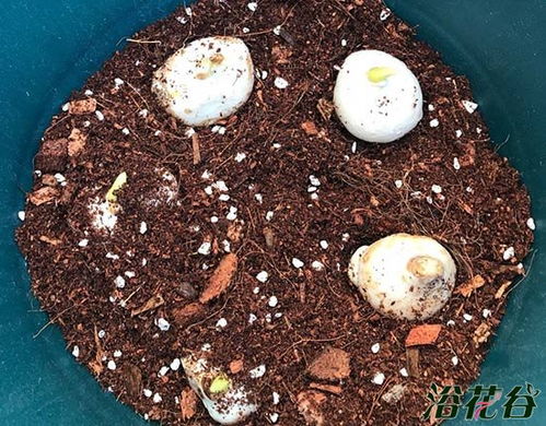 “郁金香简易种植法实惠版中，如何简单又实惠地种植郁金香