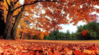 步道旁的隐藏明星