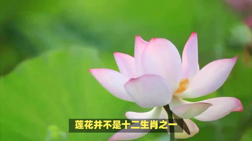 莲花与十二生肖，探寻它们之间神秘而独特的象征联系