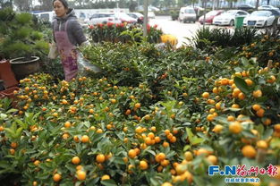 国内哪里买花蕞划算？揭秘三大花市价格差异大不同！