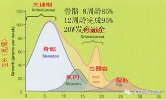 蛋壳质量影响因素及应对策略