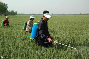 存放注意事项， 别让杂质影响发芽率