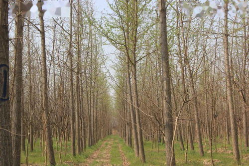 冬季园林植物养护的重要性