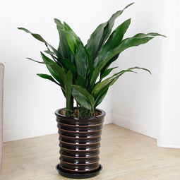 冬天养花，这些耐寒盆栽植物你不Neng错过！