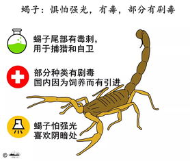 被蝎子蛰伤，疼痛难忍