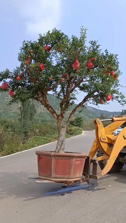 7. 石榴：多子多福的象征