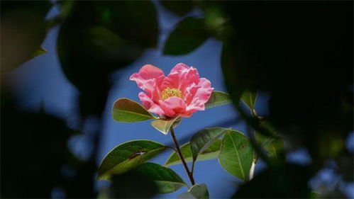 “艳丽山茶花绽放，你见过如此娇艳的吗