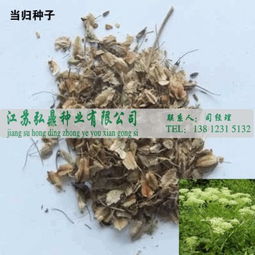 一斤当归种子，多少颗嫩种出希望？