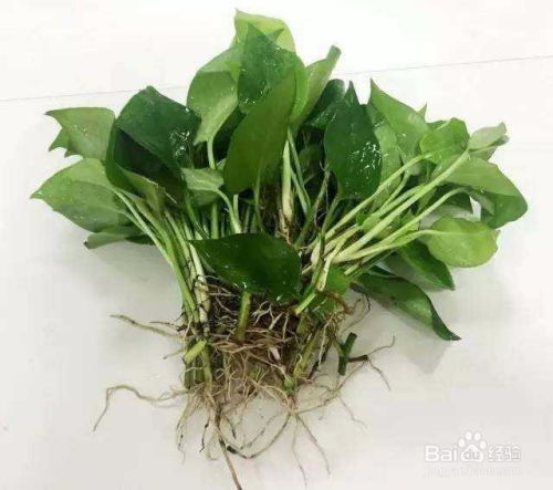 绿萝怎么快速爆盆，换盆技巧有哪些