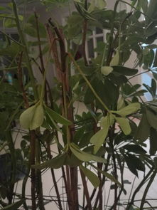 富贵树叶子枯萎，如何挽救这棵树的生命