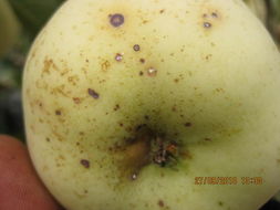 一、苹果树常见害虫dou有哪些？