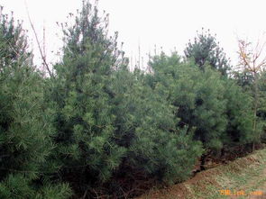 黑松苗木， 用途广泛